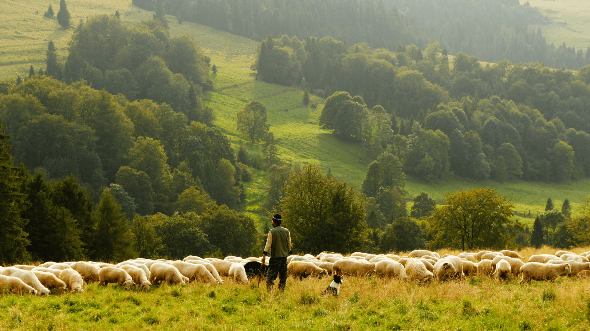 A herd of sheep following each other